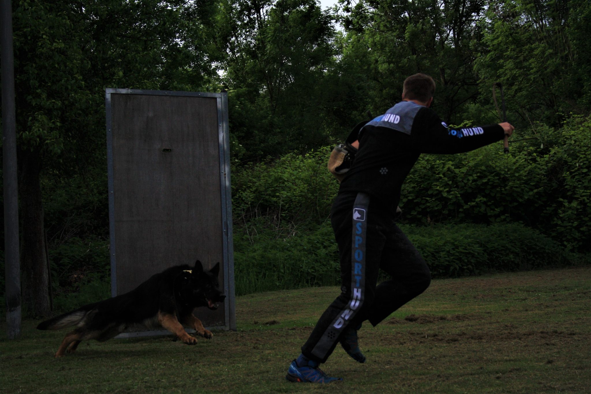 Schutzdienst Deutsche Schäferhunde